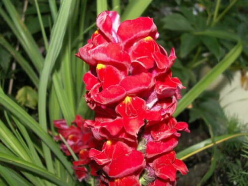 US Only RUBY RED SNAPDRAGON Antirrhinum Majus Flower 250 Seeds