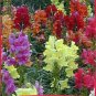 US Only Bulk Seeds 2000 Moroccan Toadflax Snapdragon Linaria