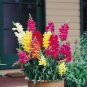 US Only Bulk Seeds 2000 Moroccan Toadflax Snapdragon Linaria