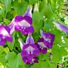 US Only Asarina Scandens Climbing Snapdragon 10 seeds