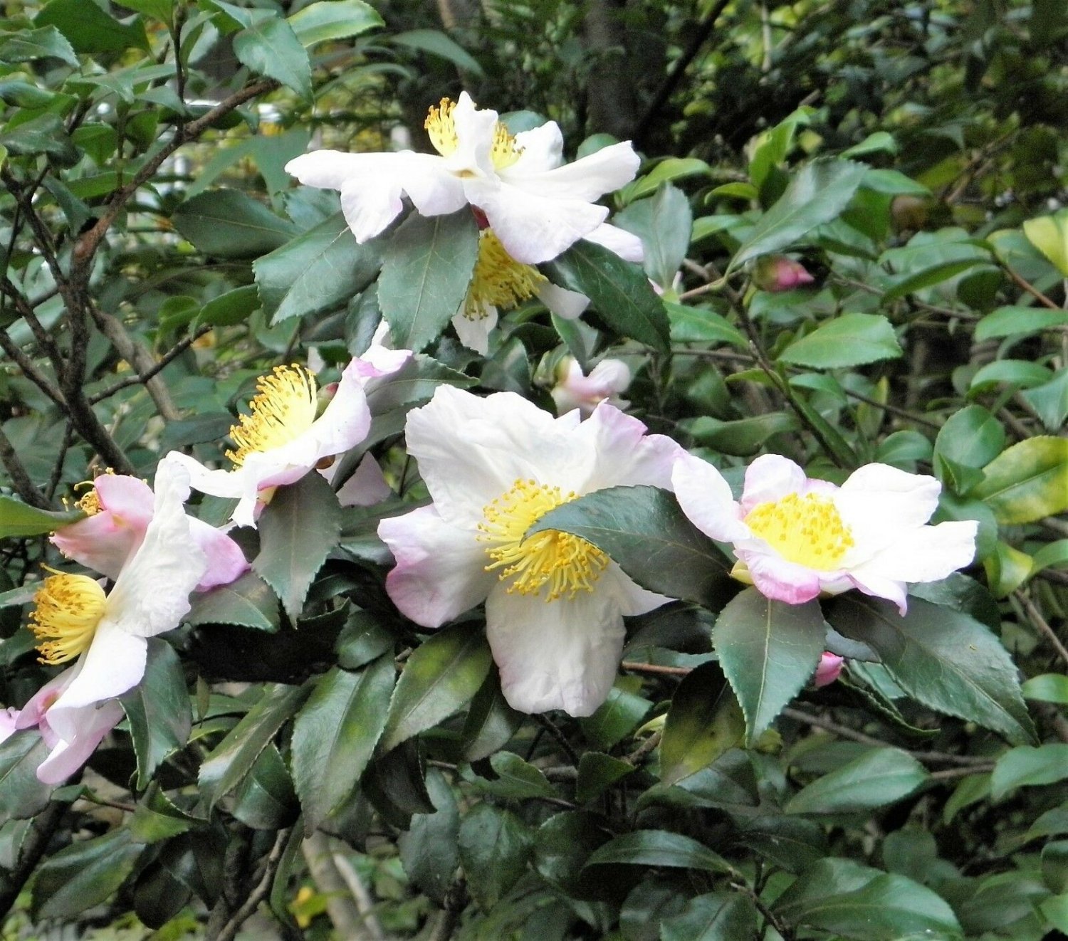 5 TEA PLANT Black & Green Camellia Sinensis Tree