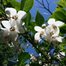 1 pcs Best Sale Limited Japanese Snowbell Tree (3-4') (seeds for UK)