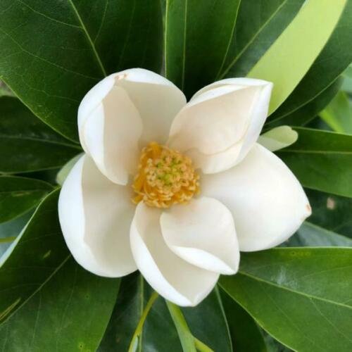1 pcs Best Sale Limited Sweetbay Magnolia Flowering Tree (2-3')
