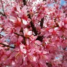 1 pcs Best Sale LimitedOkame (Taiwan) Flowering Cherry Tree (3-4')