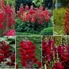 Special Bulk 200 Seeds Ruby Red Snapdragon Annual Flower