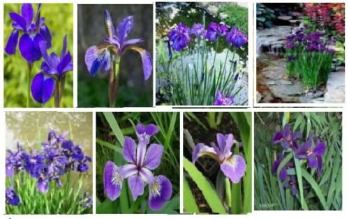 Nice Flower 10 seeds Purple Iris