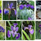 Nice Flower 10 seeds Purple Iris