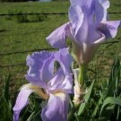 1 pcs Limited Tall Historic Pastel Lt Purple Iris Rhizome Bulb Long Blooming