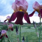 1 pcs Limited Tall Indian Chief Bearded Iris Rhizome Flower Bulbs