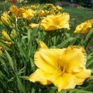 1 pcs Limited Beautiful Yellow Daylily Fan Tuber Bulb Flowers