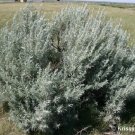 100 SILVER SAGEBRUSH Artemisia Ludoviciana Herb Flower Seeds US Only
