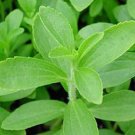 100 Seeds STEVIA Rebaudiana SWEETLEAF Sugar US Only