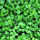 20 CORSICAN MINT Mentha Requienii Herb Fragrant Ground US Only