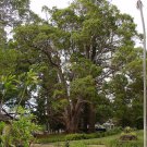 5 CAMPHOR TREE Laurel Cinnamomum Camphora Camphorwood White US Only