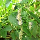 10 Java INDIAN PATCHOULI Pogostemon Heyneanus Herb seeds US Only