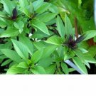 500 Thai Basil Seeds Heirloom NON-GMO Fragrant Herb From USA