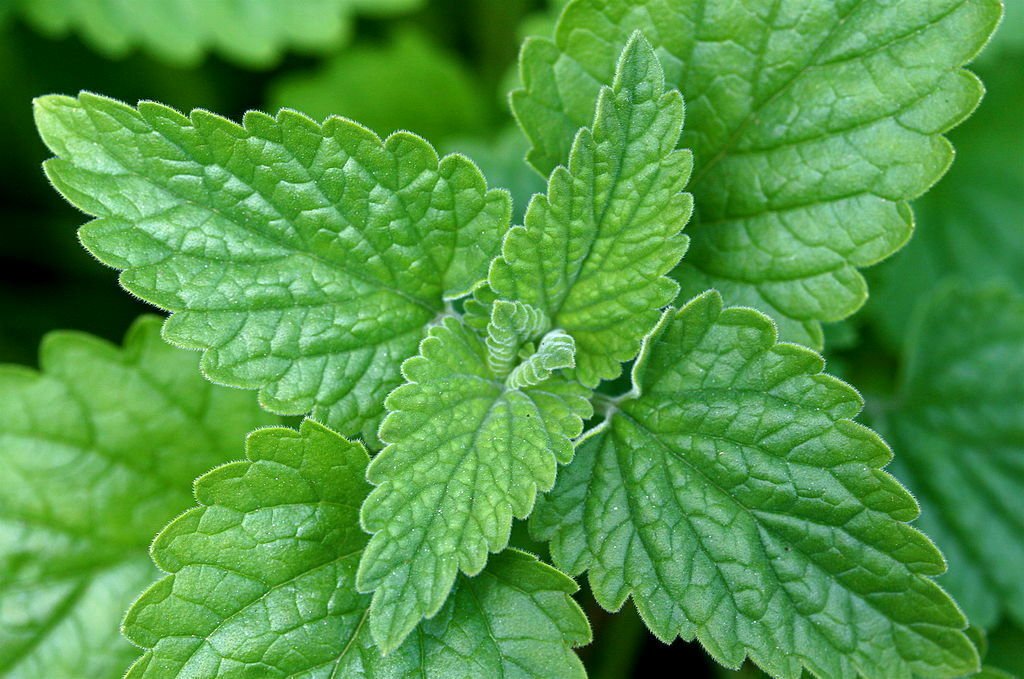 Big Sale Catnip 500 Seeds Heirloom NONGMO Herb From USA