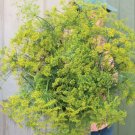 300 Bouquet Dill Seeds Non-Gmo Heirloom Open-Pollinated Herb From USA