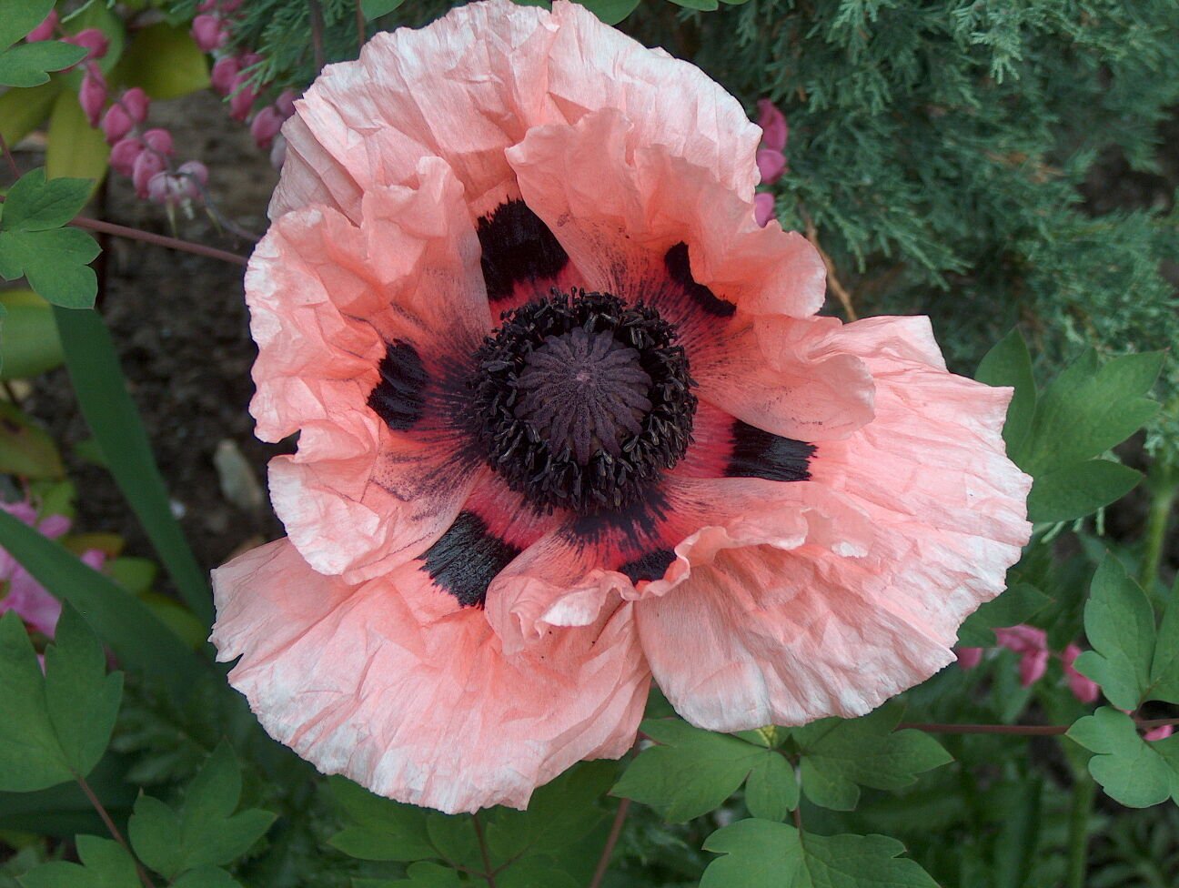 30 seeds Papaver Orientale Princess Victoria Louise Poppy Flower Seeds / Perennial