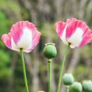 Pink White Poppy Papaver Seeds Summer Flower