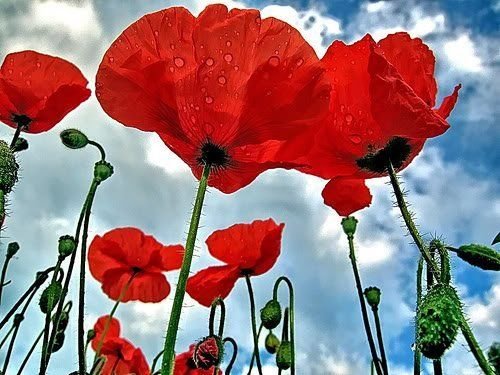 Red Oriental Poppy Papaver Seeds Summer Flower
