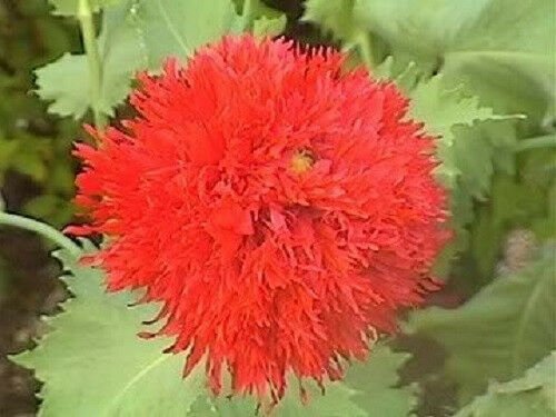 Red Oase Poppy Papaver Seeds Summer Flower