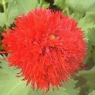 Red Oase Poppy Papaver Seeds Summer Flower