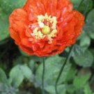 Double Shirley Poppy Papaver 1000 Seeds Summer Flower