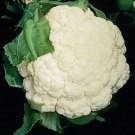 Snowball Cauliflower 600 Seeds Heirloom Non GMO Garden Seeds