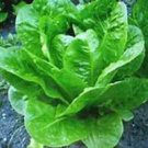 Parris Island Romaine Lettuce Bulk 1000 Seeds Non-GMO Garden Seeds