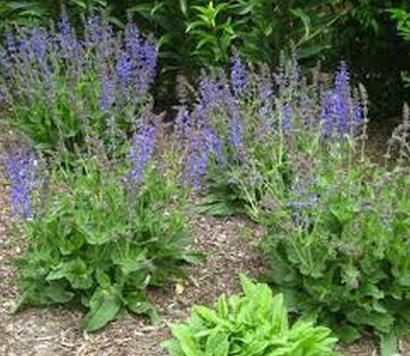 50 Seeds`Fresh Pratensis Blue Salvia Flower (herb garden sage)