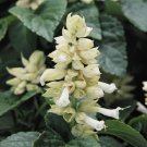 40 Seeds`Fresh White Salvia Flower (herb garden sage)