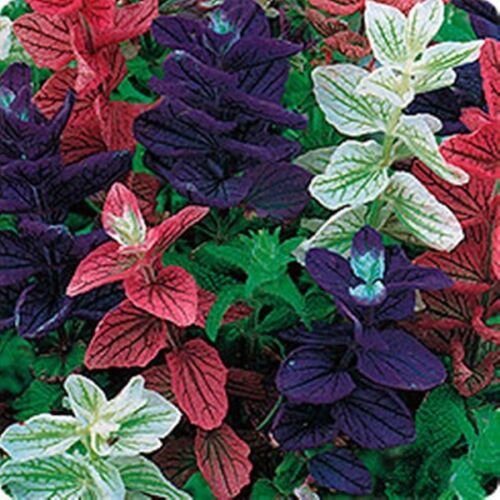40 Seeds`Fresh Marble Arch Mix Salvia Flower (herb garden sage)