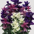 40 Seeds`Fresh Clary Mix Salvia Flower (herb garden sage)