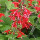 40 Seeds`Fresh Hummingbird Red Salvia Flower (herb garden sage)