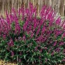 40 Seeds`Fresh Burgandy Salvia Flower (herb garden sage)