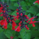 40 Seeds`Fresh Hummingbird Forest Fire Salvia Flower (herb garden sage)
