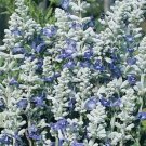 40 Seeds`Fresh Sizzler Silvery Blue Flower (herb garden sage)