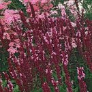 40 Seeds`Fresh Rose Queen Salvia Flower (herb garden sage)