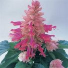 40 Seeds`Fresh Burgandy Halo Bi Color Salvia Flower (herb garden sage)