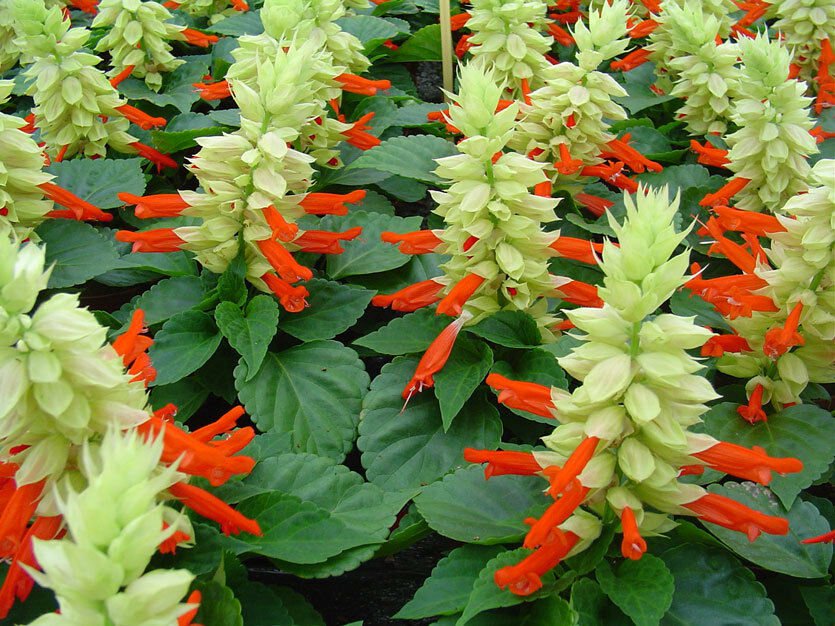 Reddy White Salvia flower garden decore 50 seeds