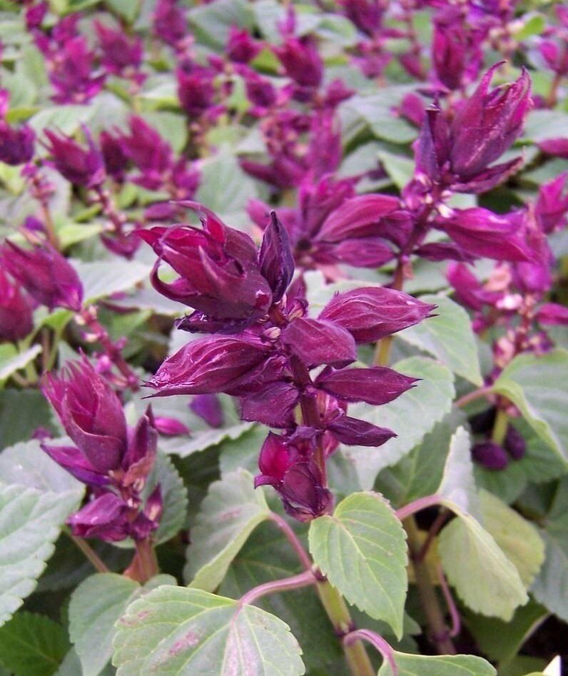 Vista Purple Salvia flower garden decore 50 seeds
