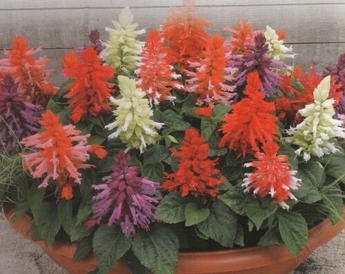 Vista Saluti Salvia flower garden decore 50 seeds