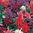 Sizzler Mix Salvia flower garden decore 50 seeds