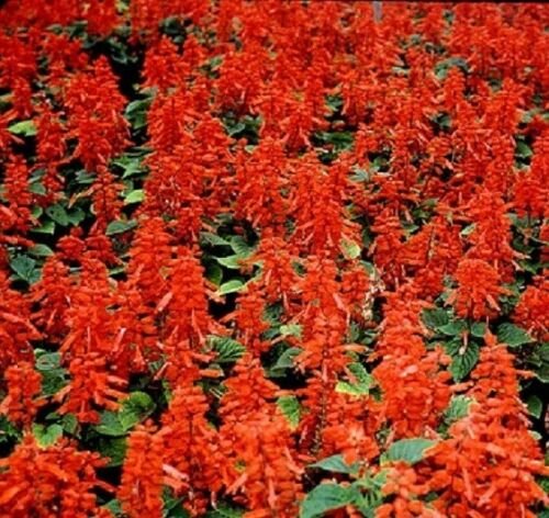 Sizzler Red Salvia flower garden decore 50 seeds