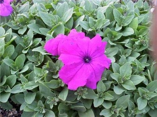 Petunia non pelleted Ultra Violet Potted Flower 50 Seeds