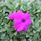 Petunia non pelleted Ultra Violet Potted Flower 50 Seeds