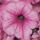 Petunia Celebrity Orchid Ice Potted  Flower 50 Seeds