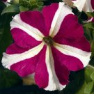 Petunia Celebrity Rose Star Potted Flower 50 Seeds