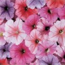 Petunia Celebrity Ice Mix Potted Flower 50 Seeds